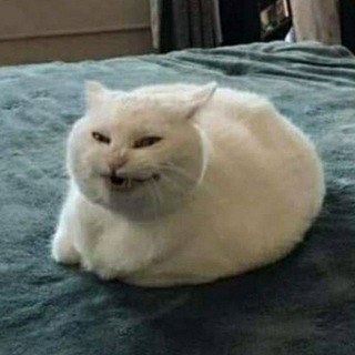 Telegram profile photo for ОБС (Одна Баба Сказала)