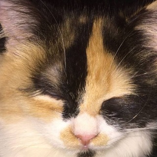 Telegram profile photo for πππππ πππππ