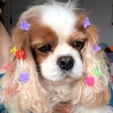 Telegram profile photo for Эльфийский шабаш