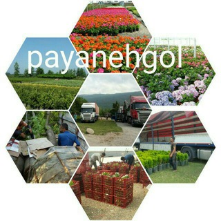 Telegram profile photo for پایانه گل (نیازمندی ها)