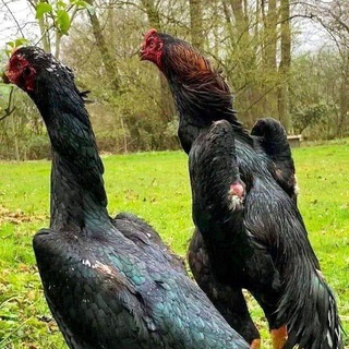Telegram group profile photo for Маргилон LIDER хурозлари🔥