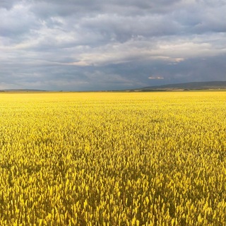 Telegram profile photo for сборы после провокаций в Баймаке