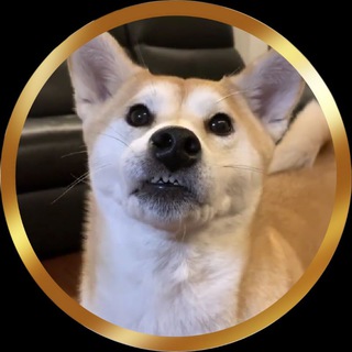 Telegram profile photo for Jamong - Wif's Brother 🐶