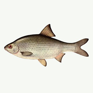 Telegram profile photo for Вобла