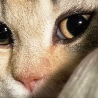 Telegram profile photo for 𝙟𝙤𝙠𝙝𝙞𝙗𝙮𝙚