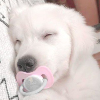 Telegram profile photo for рест - mishiichk💤