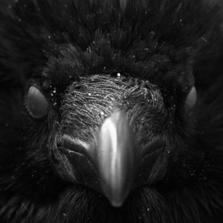 Telegram profile photo for DARKUDMURTIA