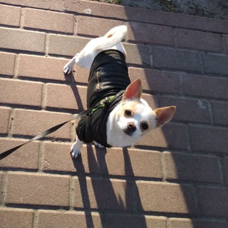 Telegram profile photo for Dogtales