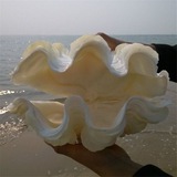 Telegram profile photo for seashell. ☾