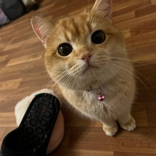 Telegram profile photo for лайф денчика