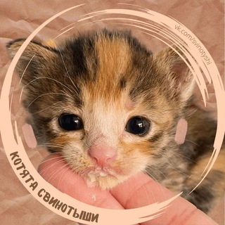 Telegram profile photo for котята свинотыши