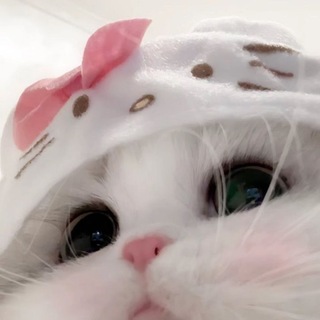 Telegram profile photo for котятки