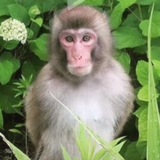 Telegram profile photo for бб