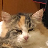 Telegram profile photo for Кошка по имени Малышка