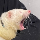 Telegram profile photo for ЙоЙо: тхір і свято🐾