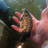 Telegram profile photo for Люба и карпы в Белово 🐟