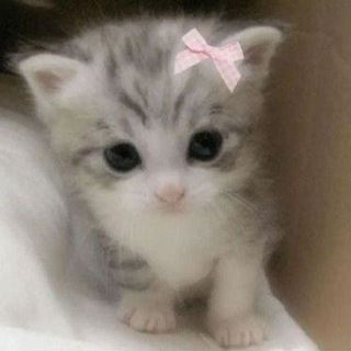 Telegram profile photo for Домик моих котят!