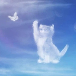 Telegram profile photo for Soul Portal