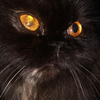Telegram profile photo for 396