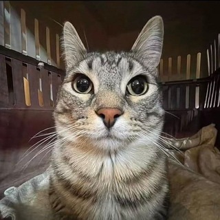 Telegram profile photo for 𝙆𝙤𝙩𝙨 𝙘𝙝𝙖𝙣𝙣𝙚𝙡 😼