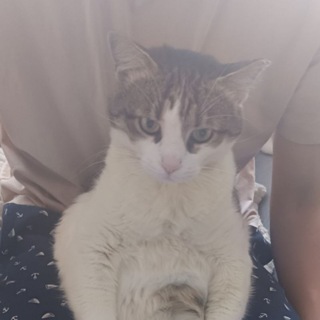 Telegram profile photo for Котики і Філєчка