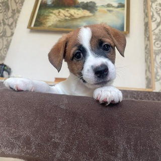 Telegram profile photo for ✨Жизнь щенка Ричи🐾