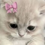 Telegram profile photo for Котики🪷🧋🩷
