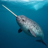 Telegram profile photo for i like narwhals