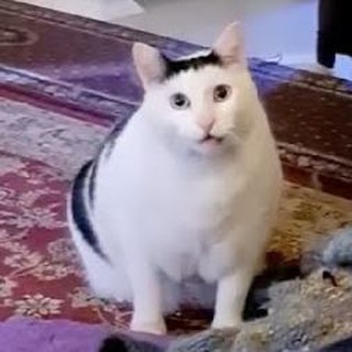 Telegram profile photo for Зверюги