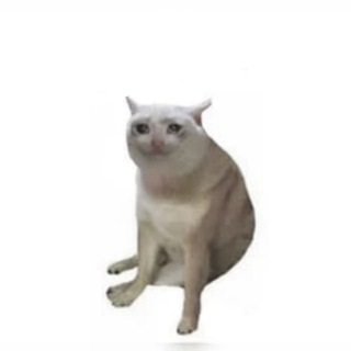 Telegram profile photo for Cashcat