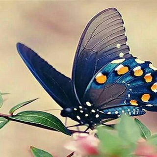 Telegram profile photo for جویبار حس