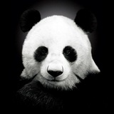 Telegram profile photo for ARB PANDA NEWS