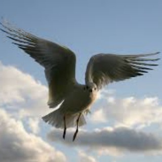 Telegram profile photo for NTD - Im Wandel der Zeit