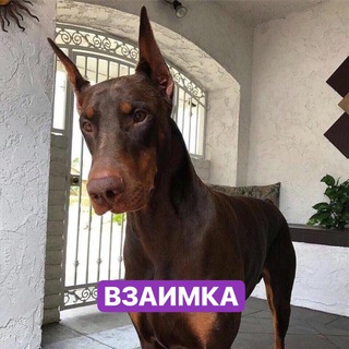 Telegram group profile photo for ВЗАИМКА 💎