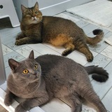 Telegram profile photo for Котики-обормотики