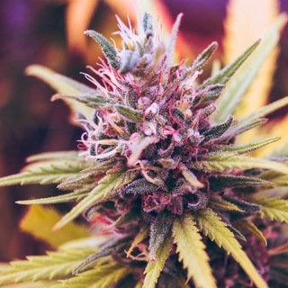 Telegram profile photo for Cannabgoods