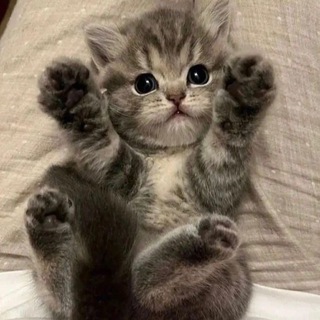 Telegram profile photo for Котики муркотики