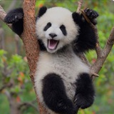 Telegram profile photo for Funny Animals πΆπ±πΌπ¦§π