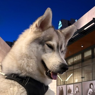 Telegram profile photo for Волчонок Норд