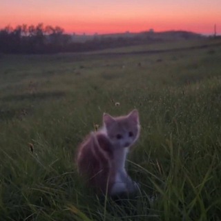 Telegram profile photo for Вайбовая Али