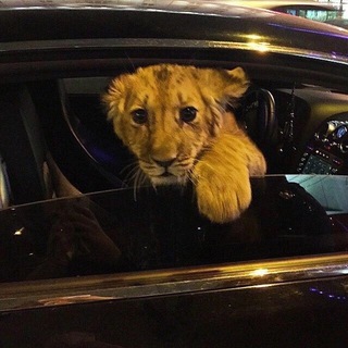 Telegram profile photo for Sydney
