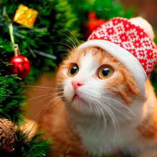 Telegram profile photo for ⛄️Новогодние находки на WB ️