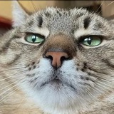 Telegram profile photo for РаЗдАчИ оТ кОтЯрЫ!!!