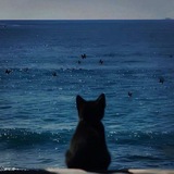 Telegram profile photo for β£κ«πΈ π»π°ππ΄π