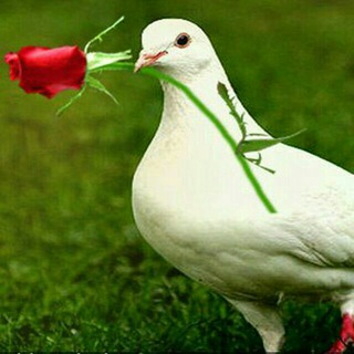 Telegram profile photo for ❤نسیم محبت❤