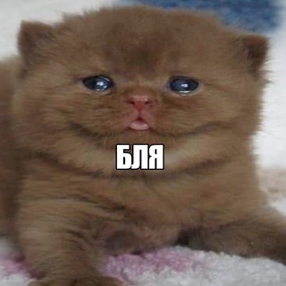 Telegram profile photo for maybe I'm cringe