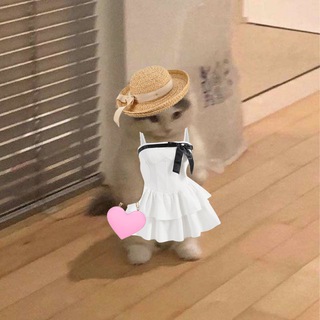 Telegram profile photo for $MICHU