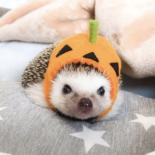 Telegram profile photo for ഒ 🦔 ᴀнинᴀ ᴋᴀнᴀʙᴀ ♡ 看来 🍁