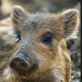 Telegram profile photo for Кабанчик