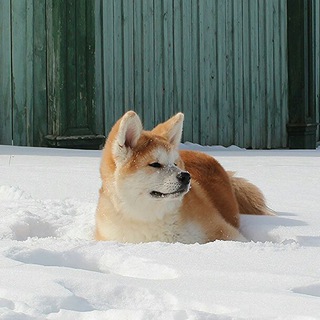 Telegram profile photo for Акита и американская акита